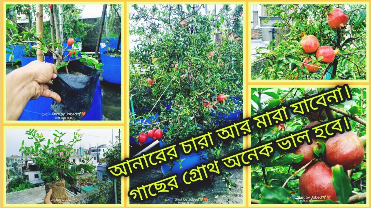 ছাদবাগানে আনার গাছ রোপনের সঠিক পদ্ধতি। How to plant pomegranate sapling in  proper way?