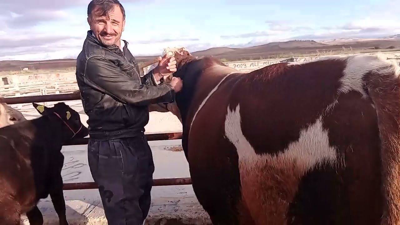 ÇORUM SUNGURLU HAYVAN PAZARI 2 EKİM ÇEKİMİ 2. BÖLÜM 9 EKİM 2025