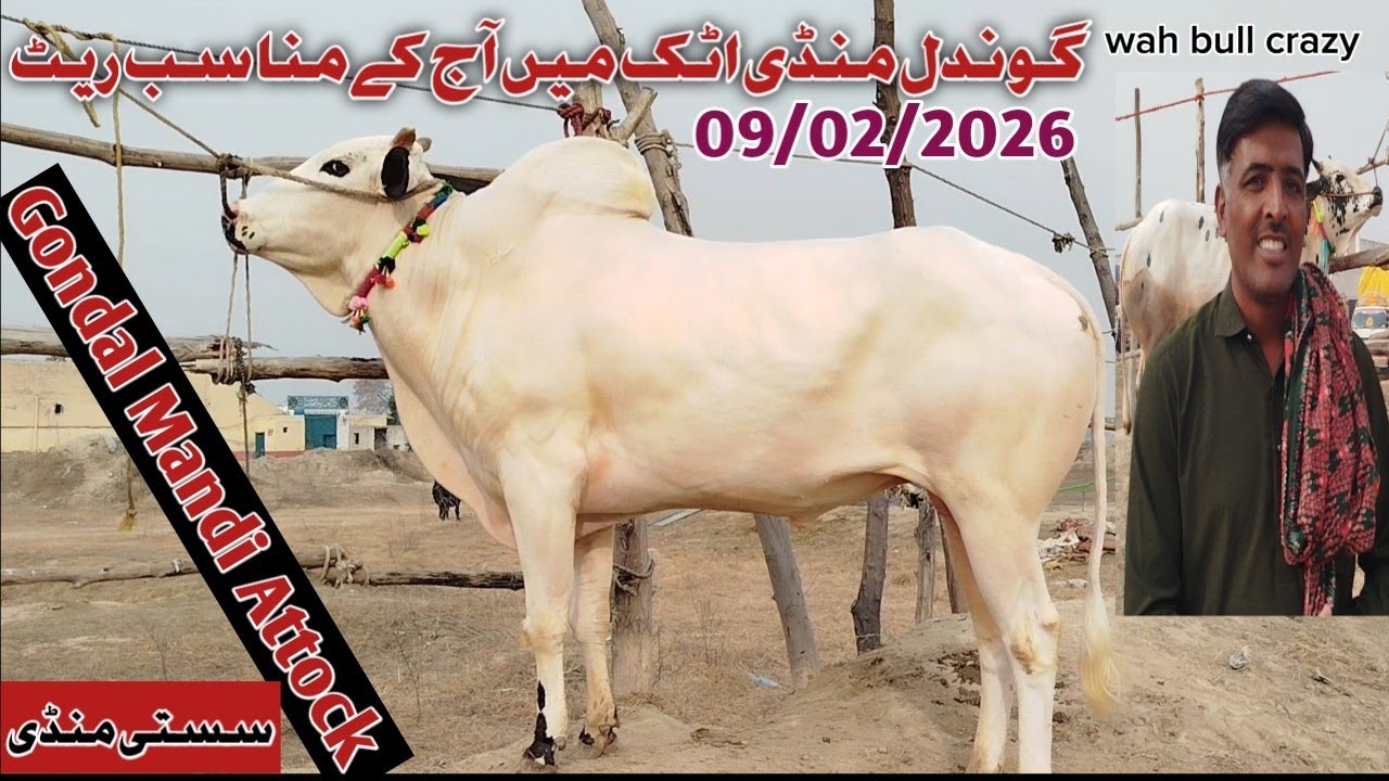Today Gondal Mandi Attock Latest 9/2/2026 Fatehjangi Rate's Update@WahbullcrazyQurbaniCollection2026