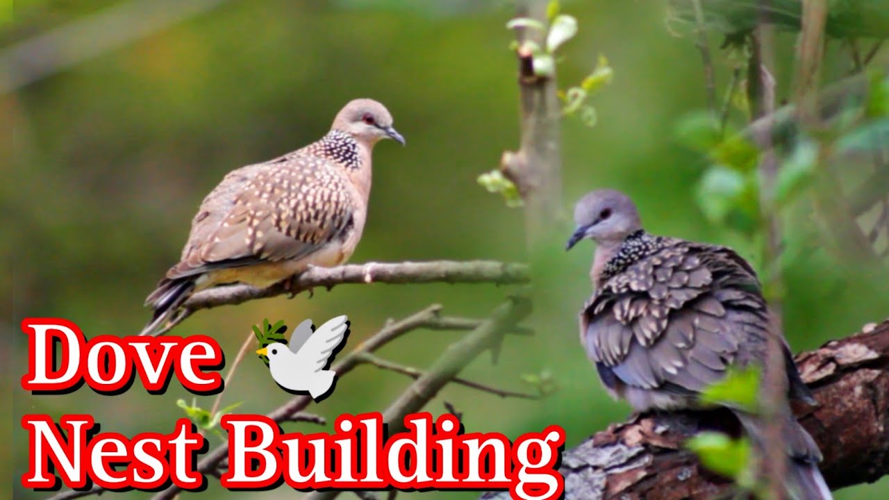 Dove 🕊️ Building Nest - Bird Nest| Wildlife Photography