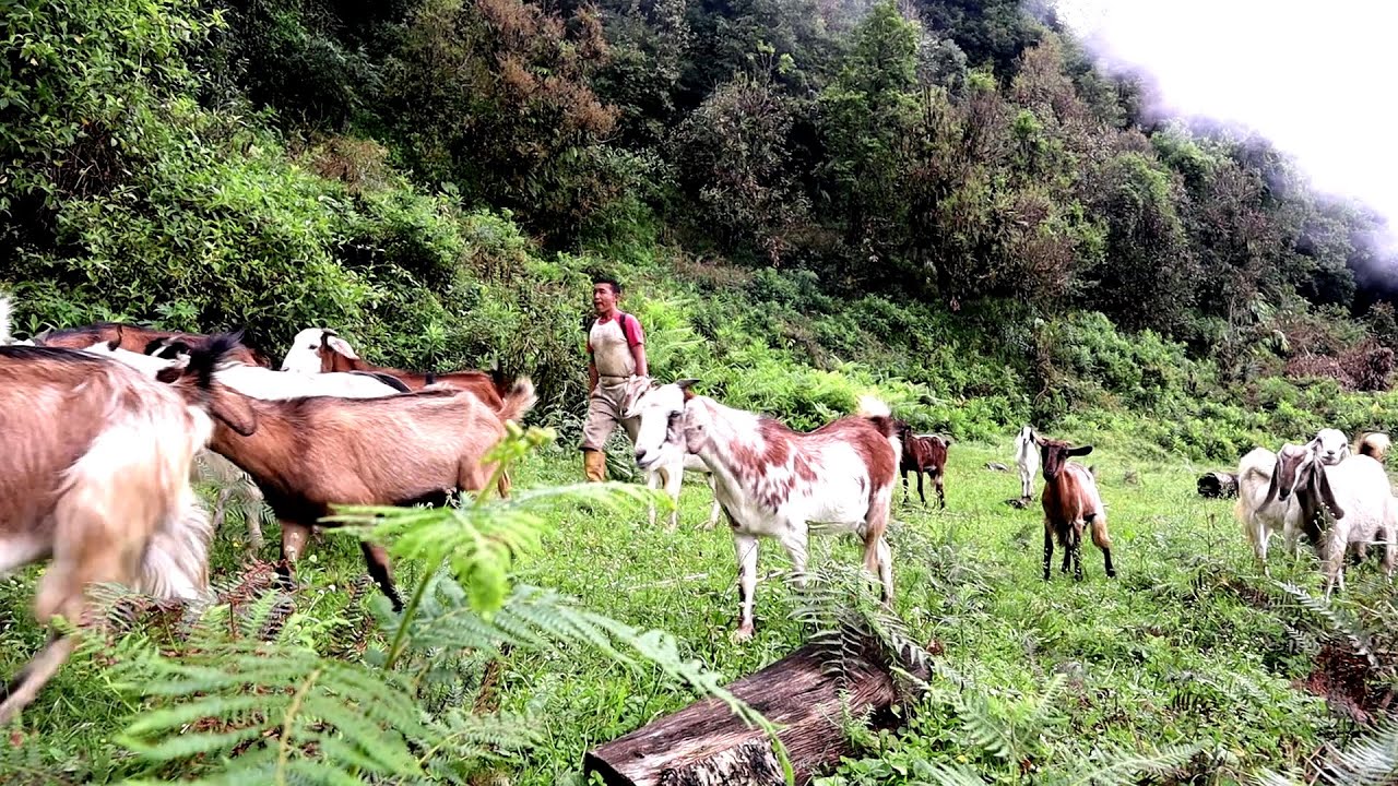 Life With Nature || Video - 179 || grazing goats in the jungle || Rural Nepal ||