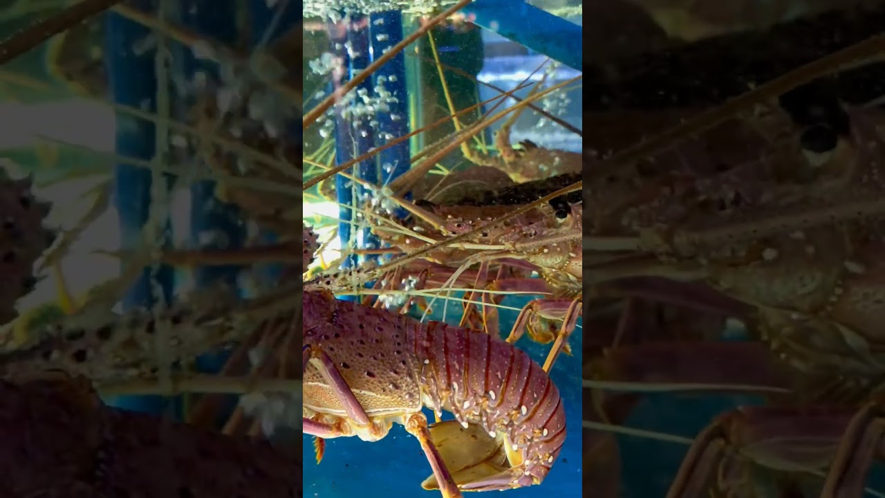 spiny lobster : 