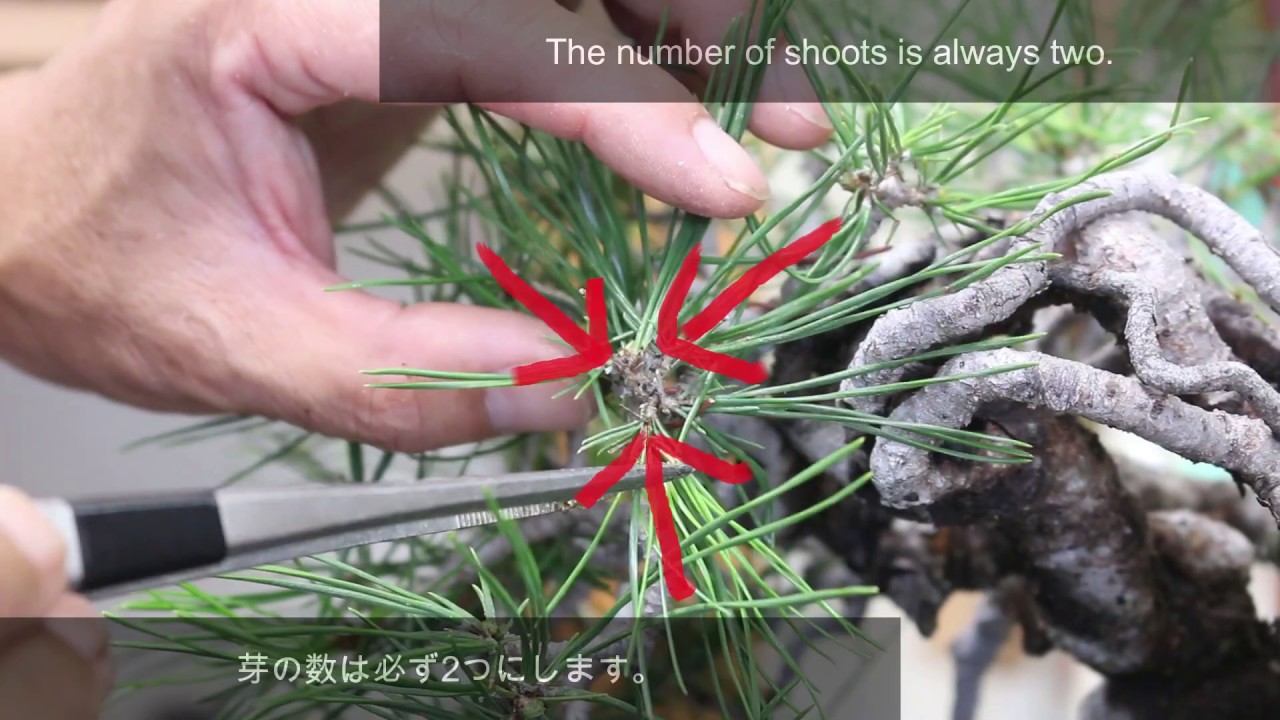 Red pine's Mekiri Furuhatori  Bonsai  盆栽　赤松