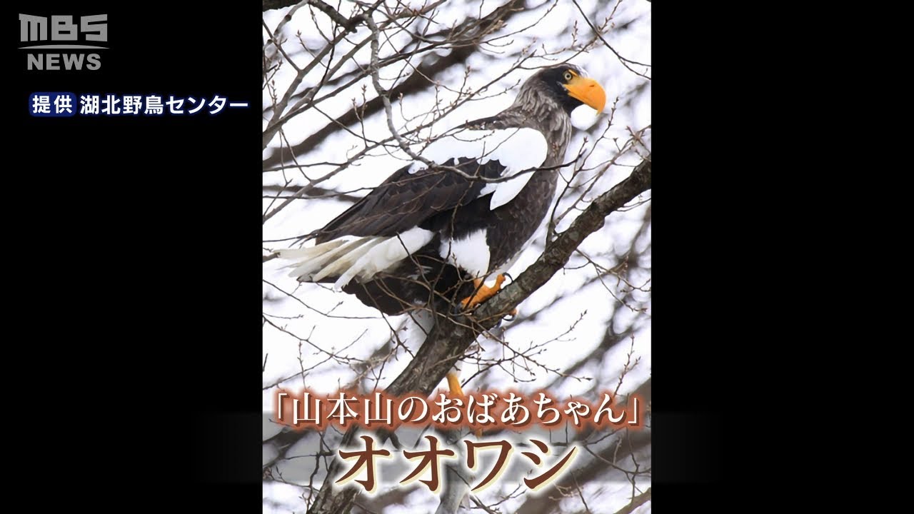 【特集】オオワシの「おばあちゃん」が今年も琵琶湖に来てくれた！なぜ１羽だけ北海道ではなく滋賀へ？（2020年12月16日）