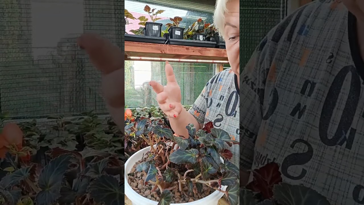 🌸Заносим бегонию в дом🌸Как правильно поступить🌸