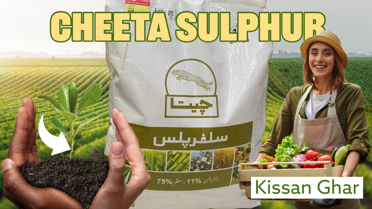 Cheeta Sulphur Jaffer Agro | Best Sulphur to improve crop yields and quality | Kisan Ghar