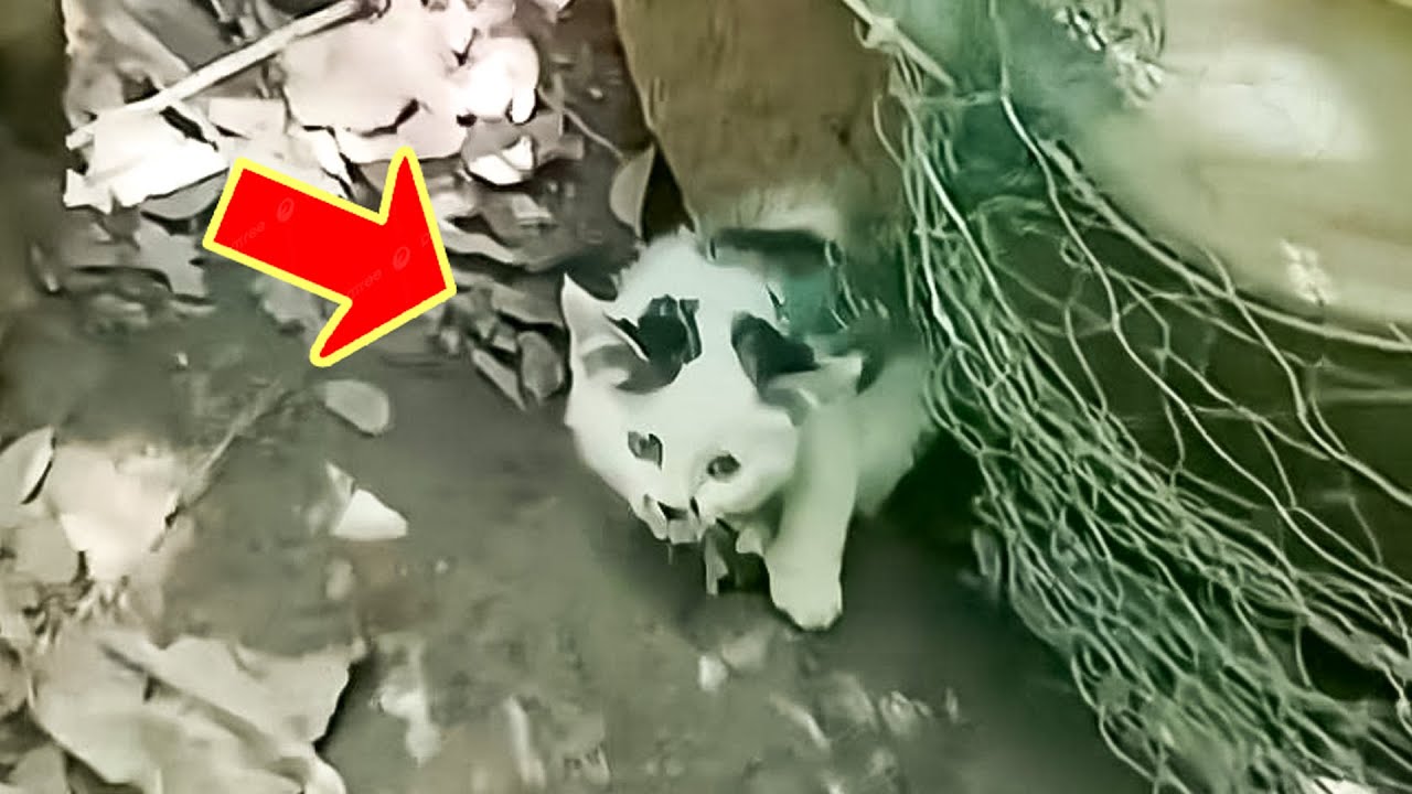 Man saves a crying cat stuck in a net, minutes later something unbelievable happens.