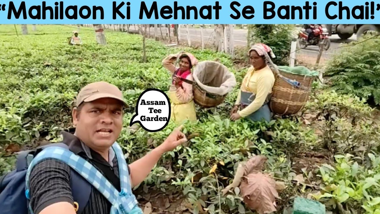 “Assam Tea Garden Me Mahilaon Ki Mehnat | Chai Patti Kaise Nikalti Hai?”