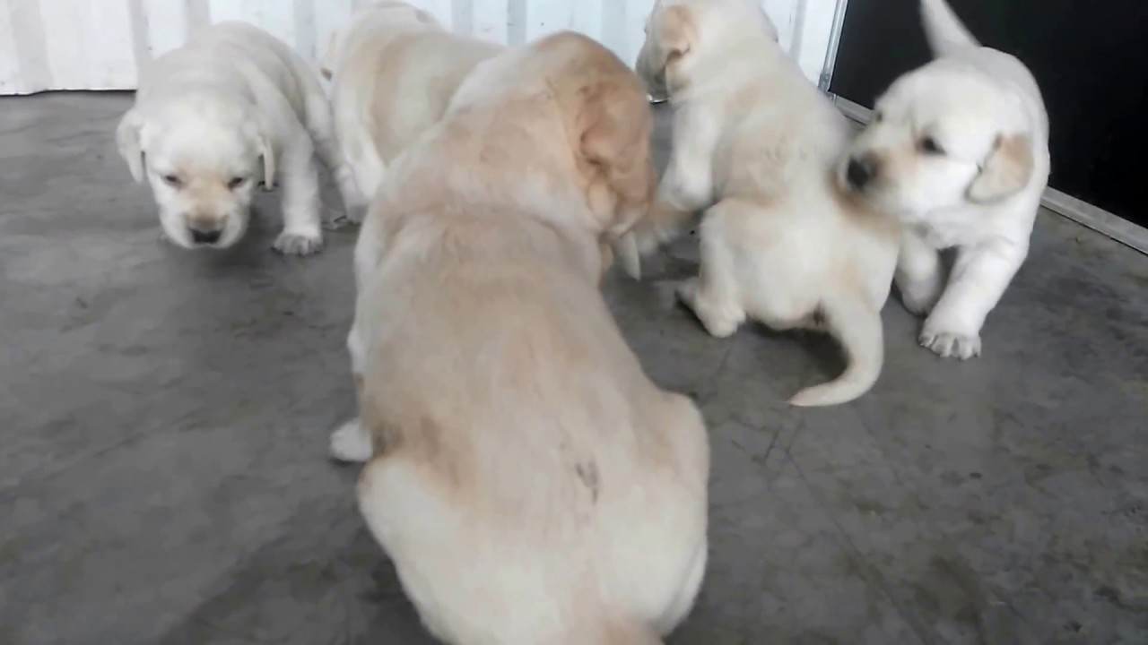 Show Quality Healthy Labrador Puppies Available For Sale(2)