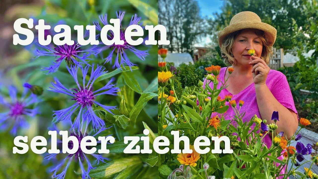 # 87 🐝 Stauden selber ziehen aus Samen 🐞 Stauden Beete selber anlegen 🦋 Stauden für Insekten 🌿🌼