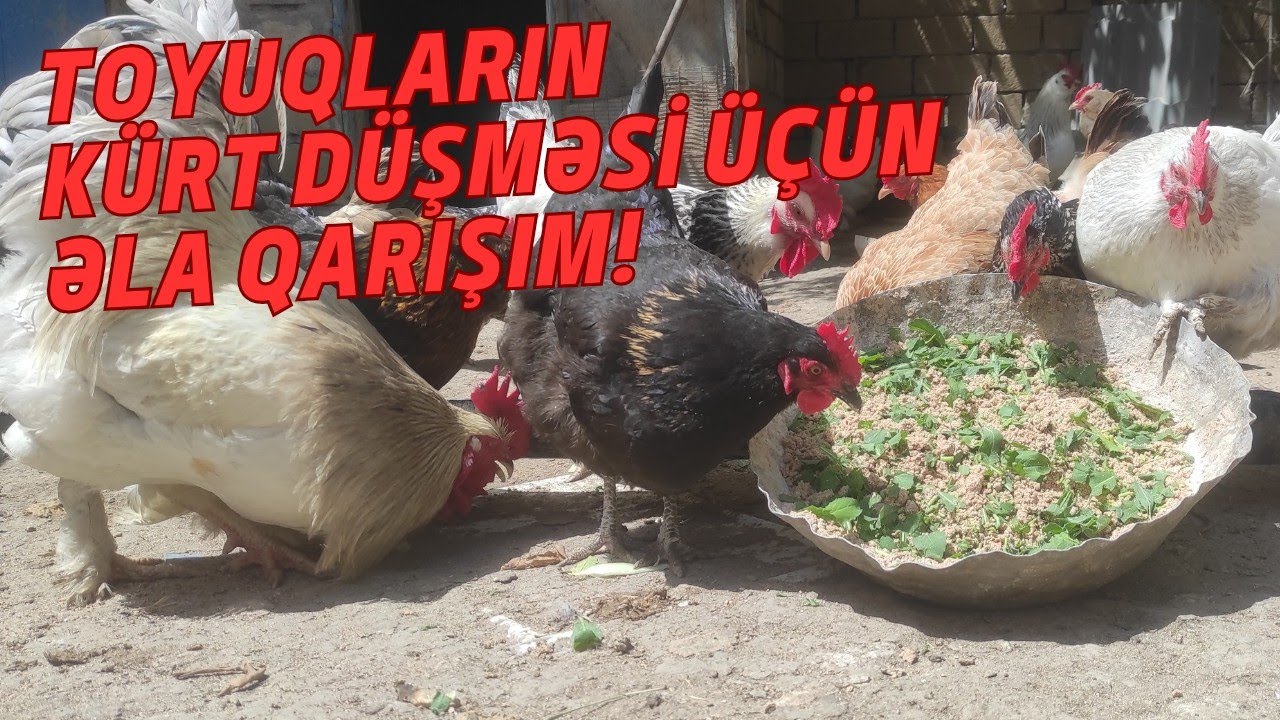 Toyuqların kürt (qırt) düşməsi üçün əla qarışım!
