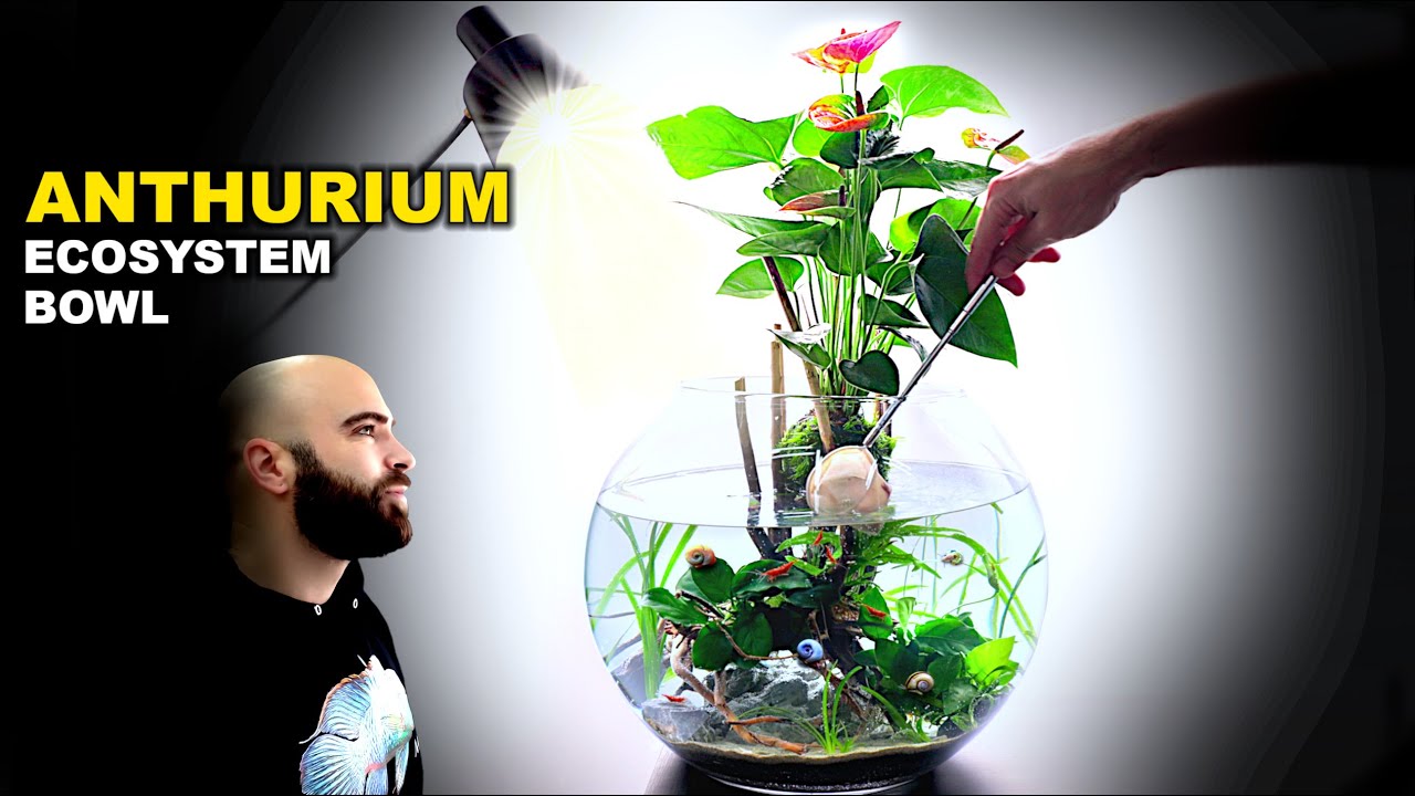 Anthurium Ecosystem Bowl: AMAZING No Filter Aquarium (Aquascape Tutorial)