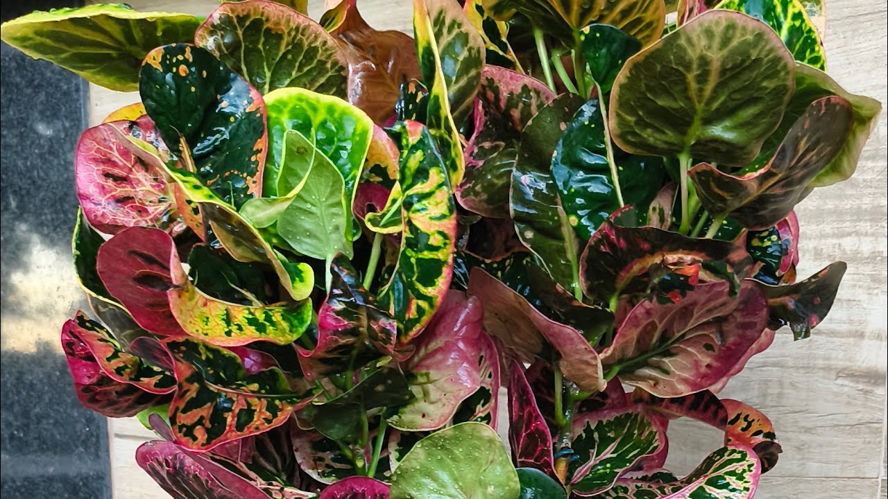 NOVAS AQUISIÇÃO PARA O JARDIM 😍 VENHA CONFERIR 🥰