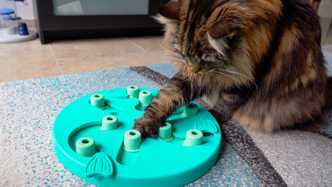 My cats solving a New Dog Puzzle  | Nina Ottosson Dog Worker | Norwegian Forest Cats