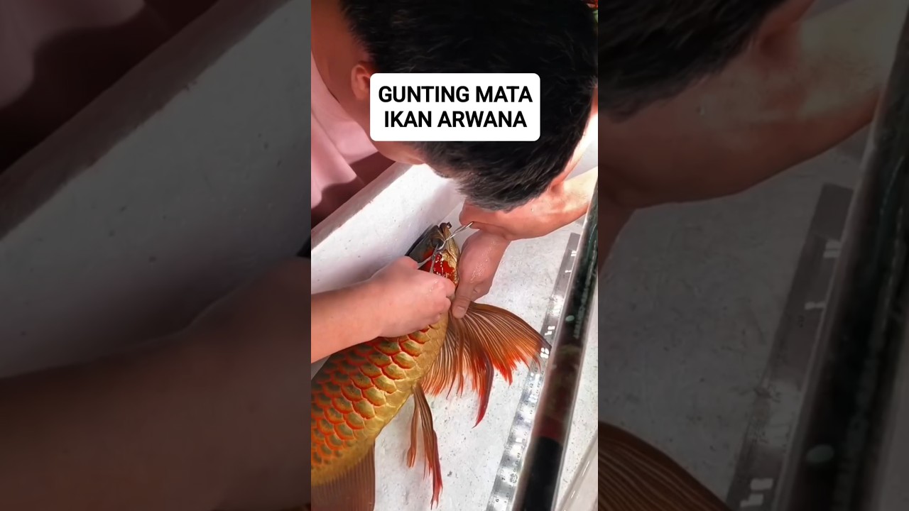 oprasi penyembuhan ikan arwana yang terkena drop eye atau mata turun #arwana #shorts #ikan
