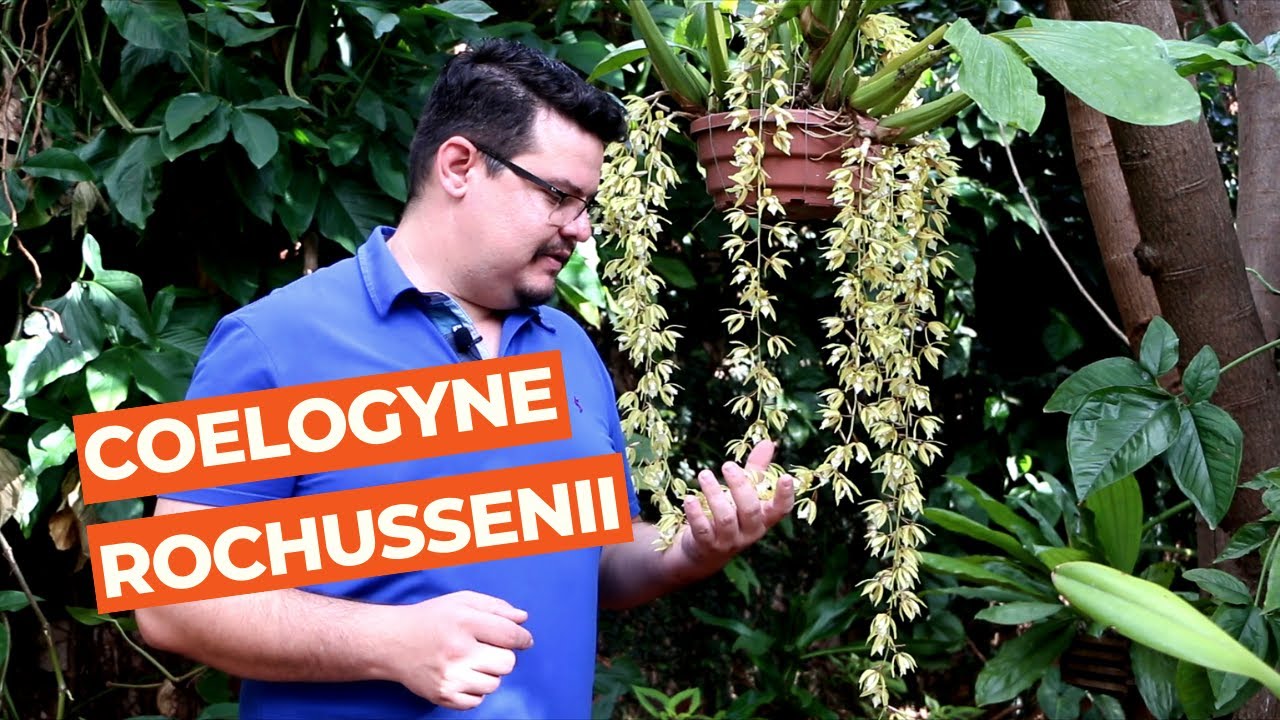 Coelogyne rochussenii
