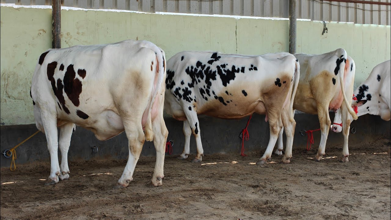 30 Cows for sale, 30 ਗਾਵਾਂ ਪ੍ਰਦੀਪ ਲੋਹਾਖੇੜਾ ਵਾਲੇ ਕੋਲ ਵਿਕਾਊ 