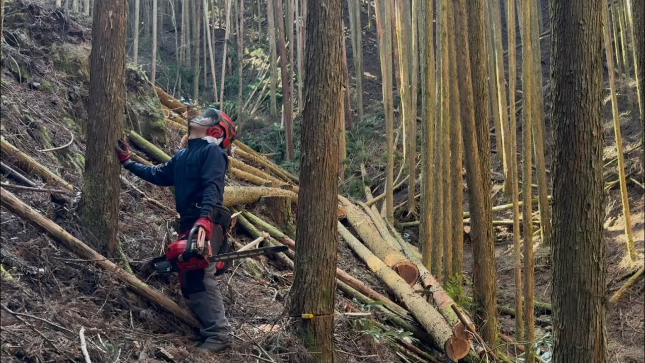 作業道開設前の先行伐採#林業 #宮崎 #japan #forestry #forester #treework #trees #felling #deforestation#lumbering