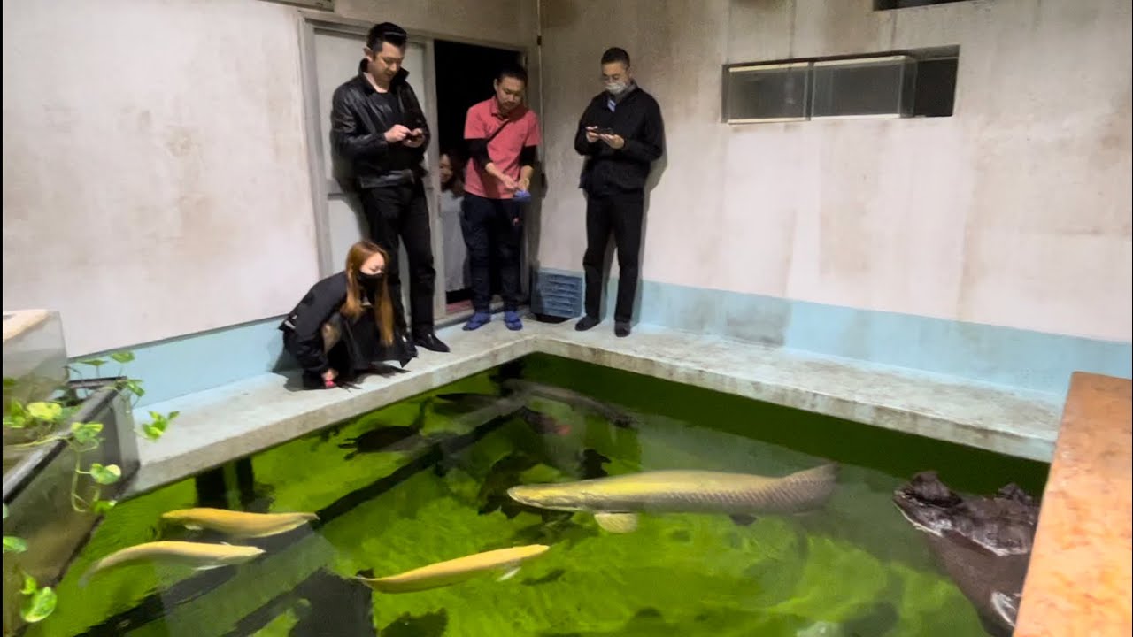 やばい、凄すぎるマニア訪問！巨大な池水槽、餌やりも凄い、2mの巨大魚、巨大な濾過槽