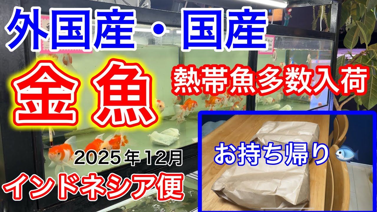 【インドネシア便で多数入荷】金魚や熱帯魚が驚きの価格で販売！行徳の老舗熱帯魚屋VIP