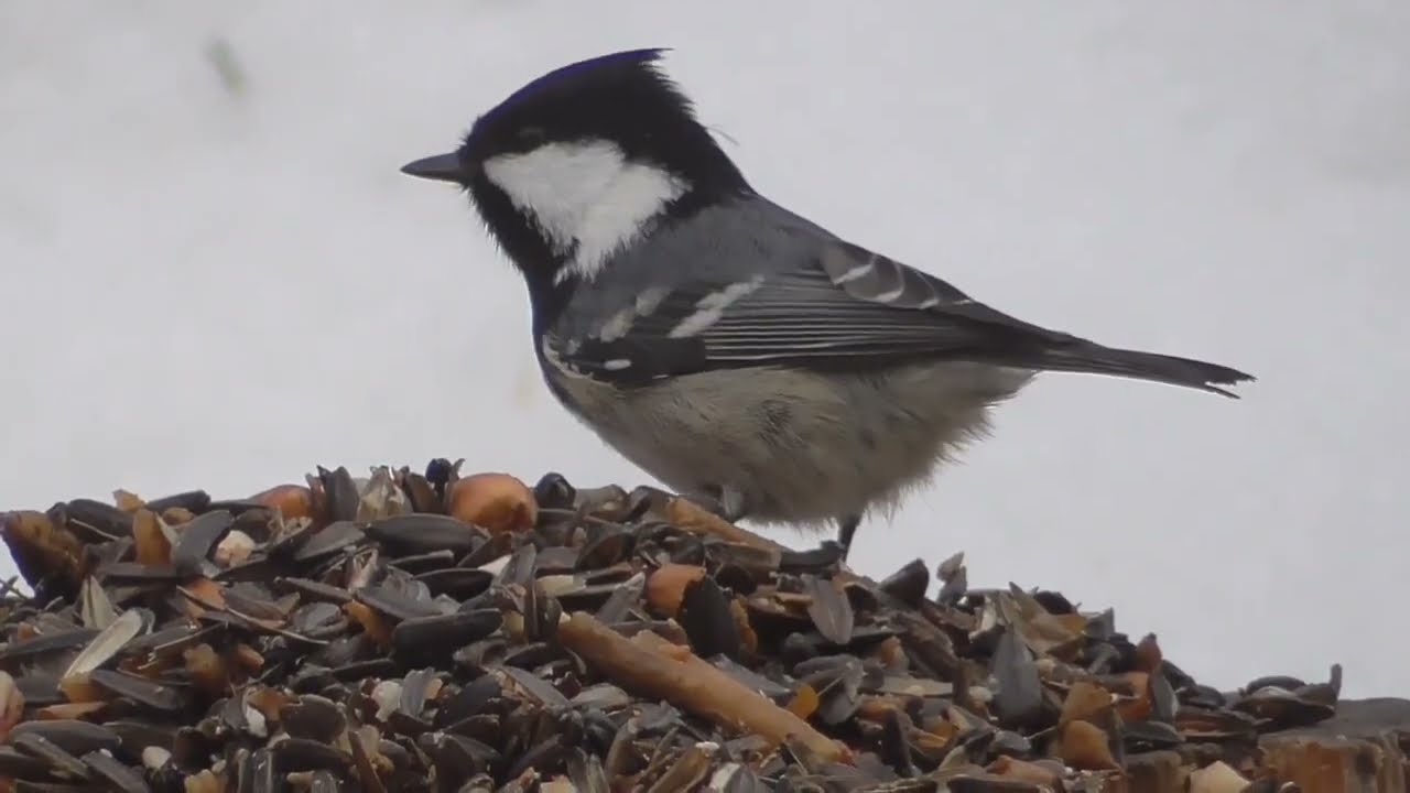 WILLOW TIT, SQUIRREL, GREAT TIT, COAL TIT, BULLFINCH.. ..MARS 7 . NORWAY. NORGE. 