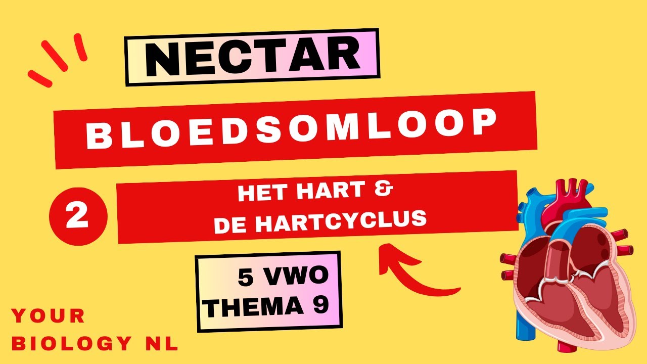 5 vwo | Bloedsomloop | 2 | Het hart en de hartcyclus