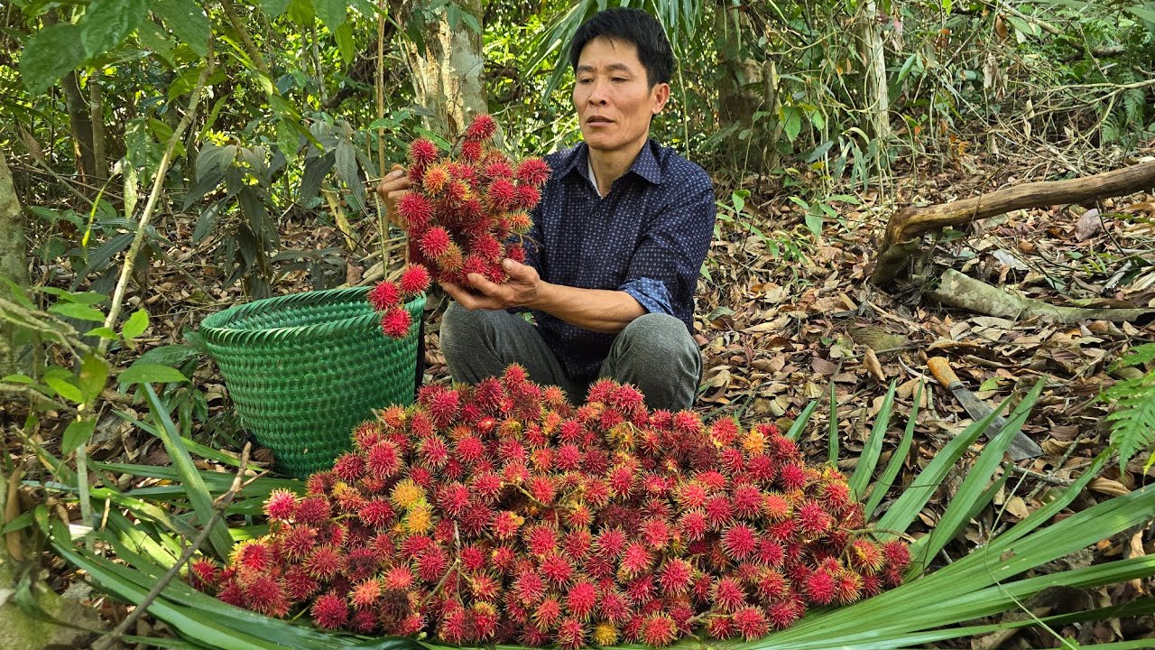 Rambutan: Harvesting Wild Rambutan For Sale - Life Alone In The Forest | Solo Survival