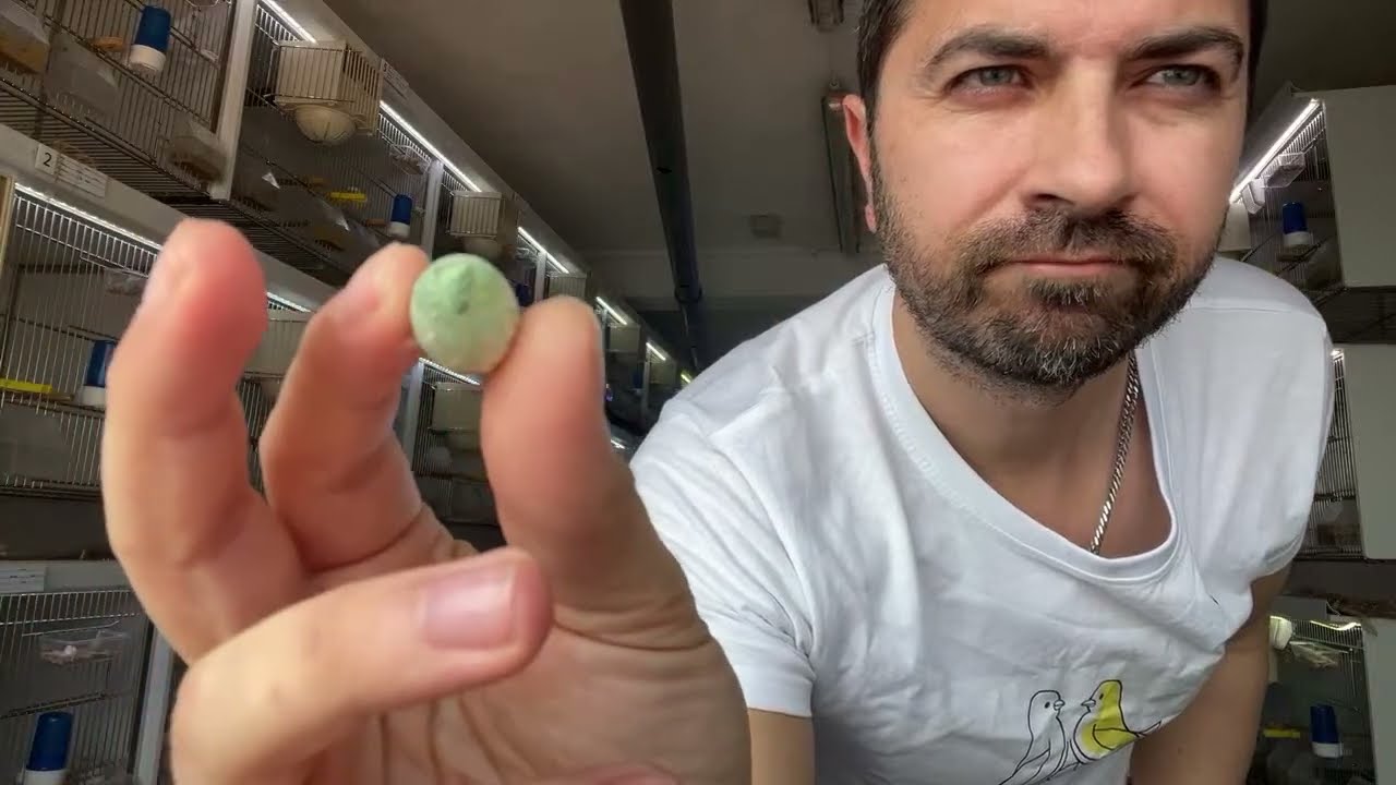 Canaril Almada está em direto! Mais um dia No Canaril Part2