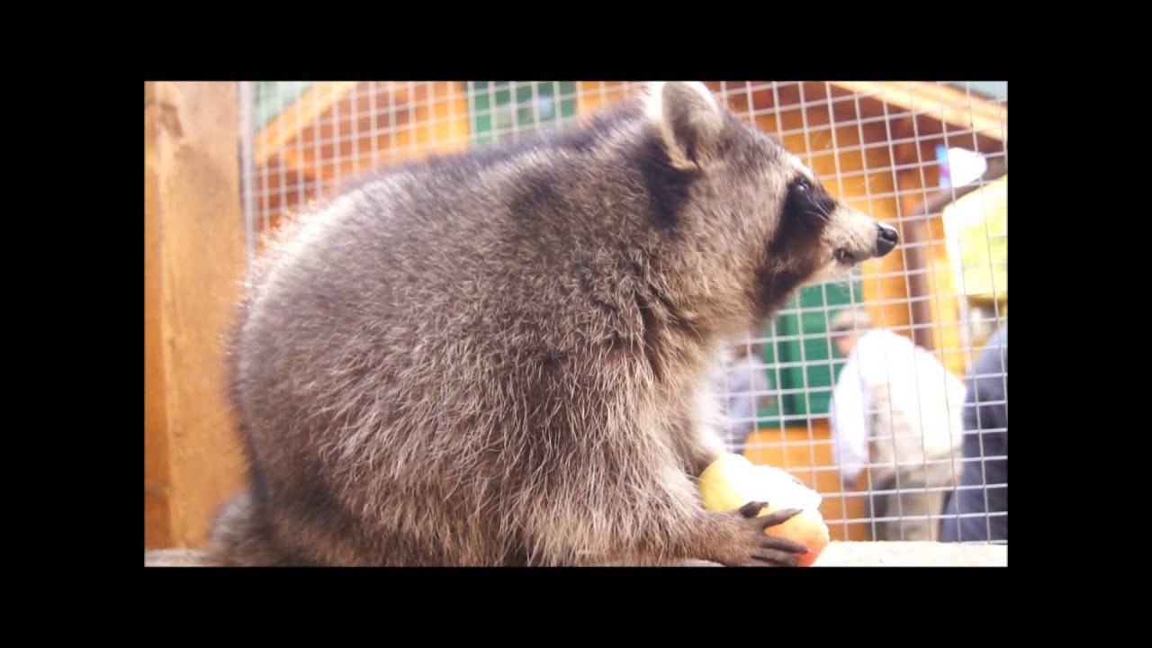 was fressen Waschbären gerne - auf dem Kinderbauernhof Knirpsenfarm Berlin