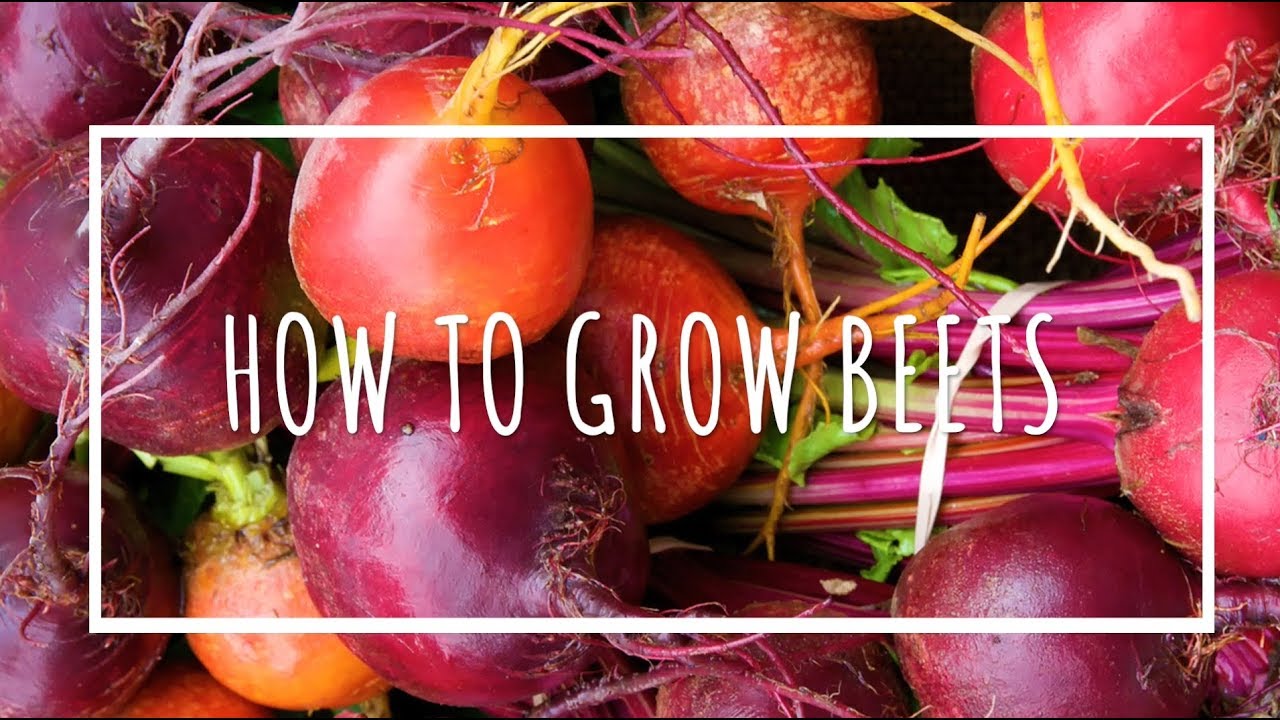 How To Grow Beets