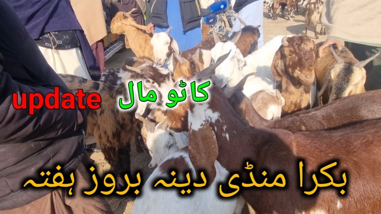 Bakra Mandi Dina jhelum 24.1.2026 بکرا منڈی دینہ جہلم بروز ہفتہ #dinamandi #onlinebakramandi