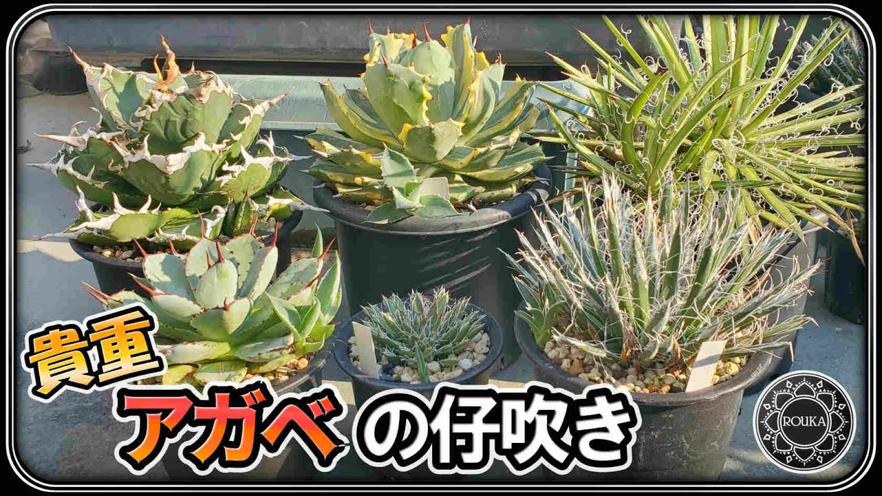 【アガベ/仔吹き】貴重なアガベの仔株が出てきました！【Agave】【多肉植物】