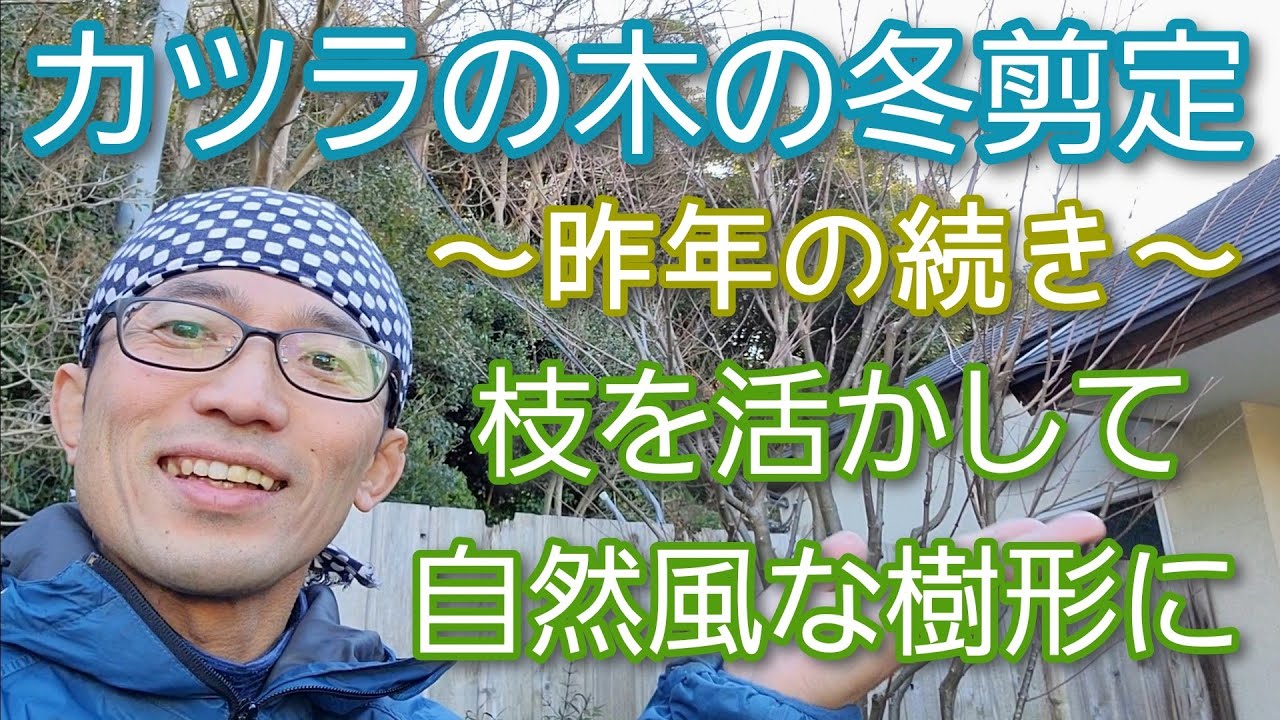 【カツラ(桂)の冬剪定②】自然風の樹形に維持する手入れ🌿🙆