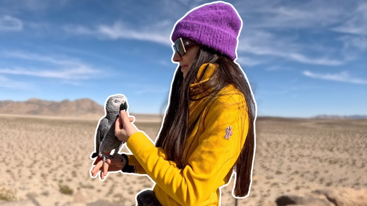 African Greys vs Macaws For Freeflight | Olga and Harvey