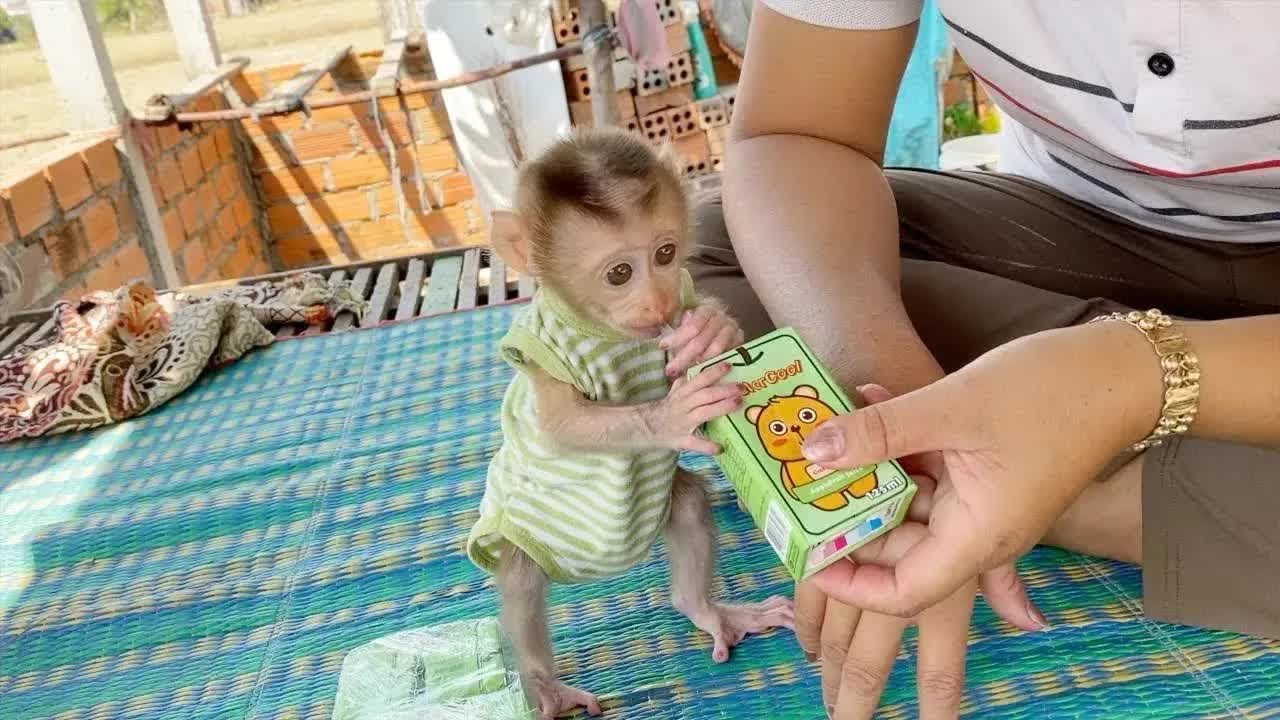 So Smarty DAM Has Learned To Suck Drink With Straw Very Easy