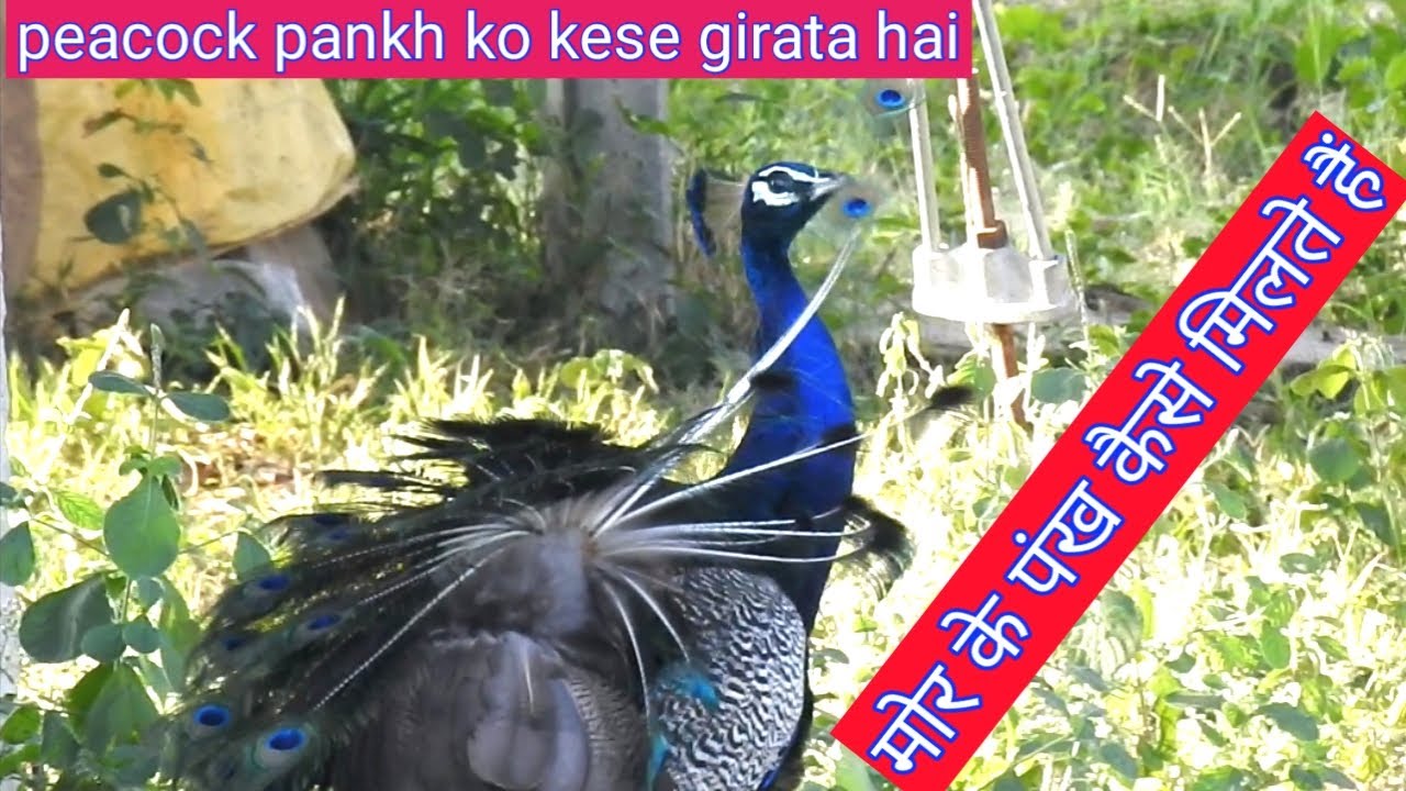 How does a peacock shed its feathers ? #मोर के पंख,