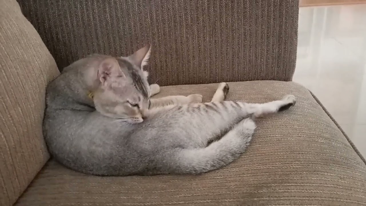 Kucing Kompleks Serpong Garden 