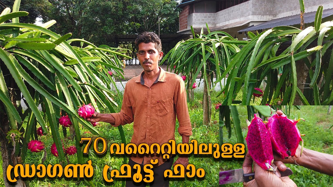 70 വറൈറ്റിയിലുള്ള ഡ്രാഗൺ ഫ്രൂട്ട് ഫാം തൈ നടുമ്പോൾ എന്തൊക്കെ ശ്രദ്ധിക്കണം dragon fruit farm malayalam