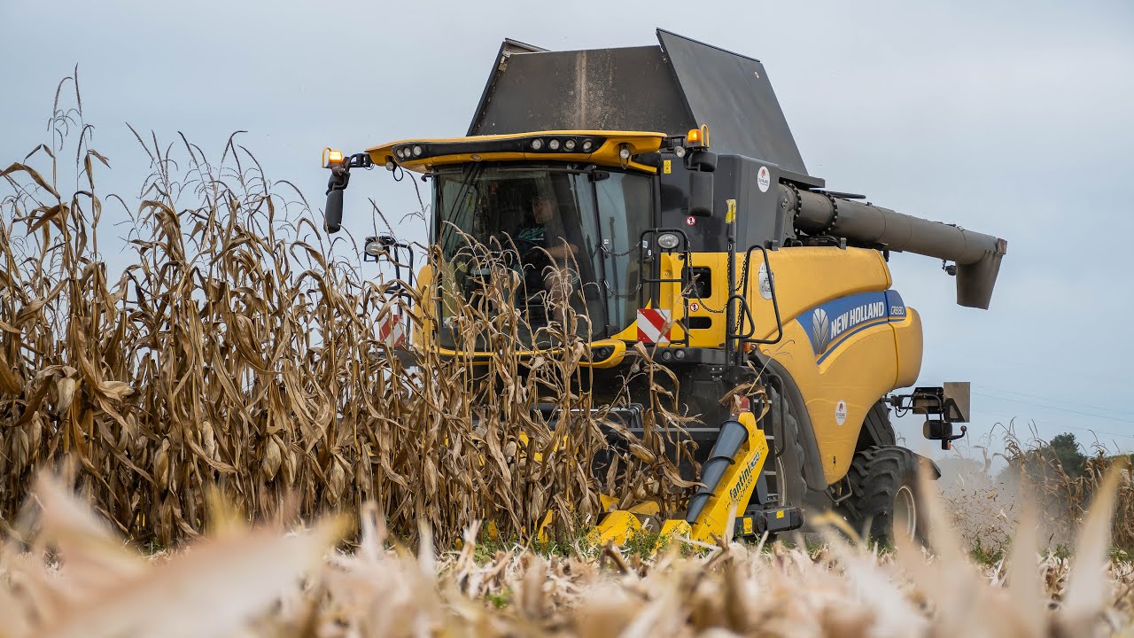 À la moisson du maïs avec cette New Holland CR8.80