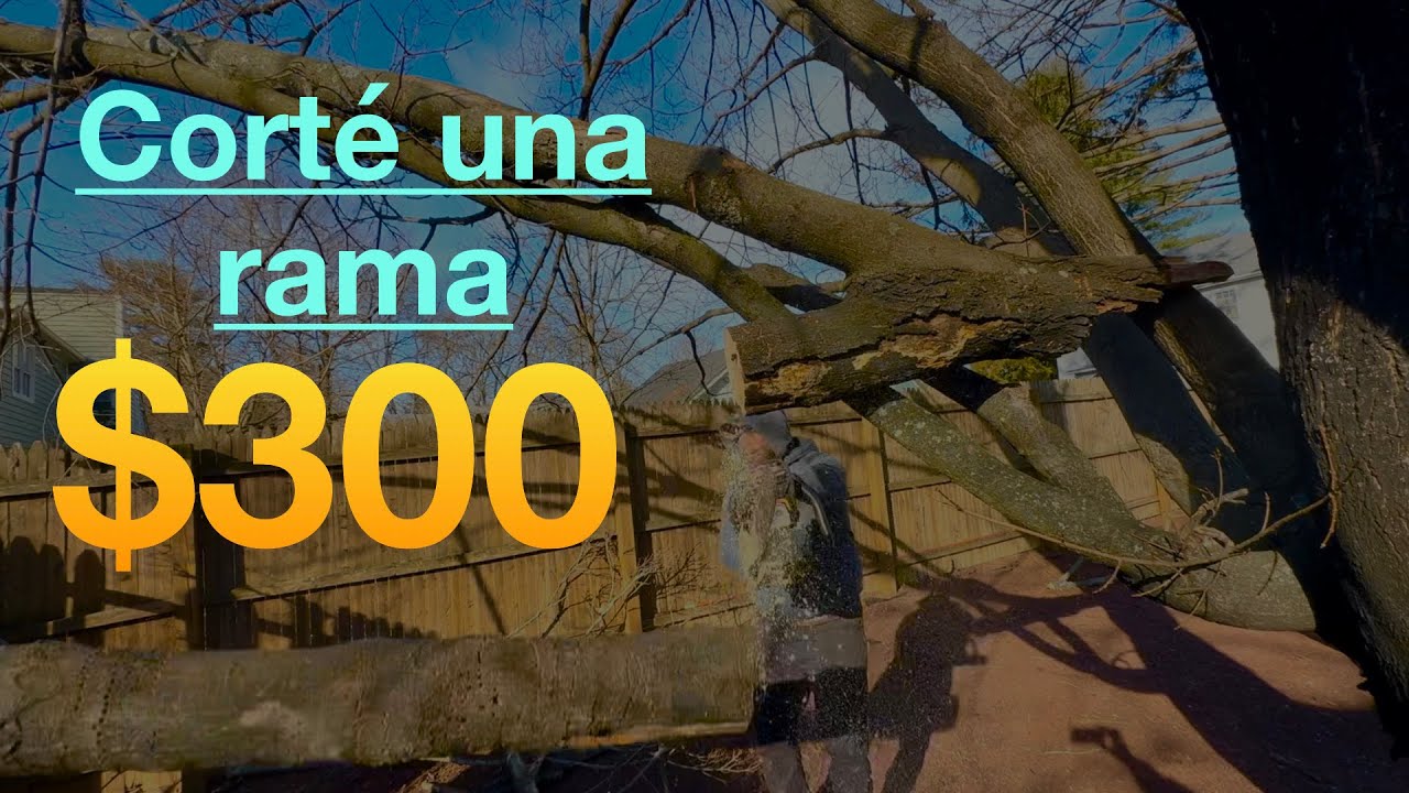 Cuanto cobrar por trabajos de árboles? 🌳 motivación