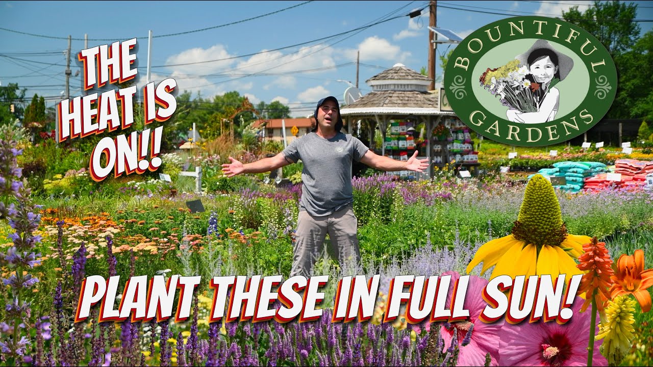 Perennials that LOVE the Heat!☀️ - Plant THESE in Full Sun!!
