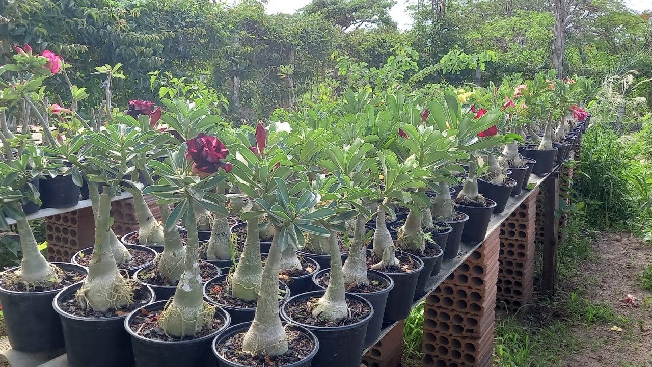 Como estão os enxertos de venda 