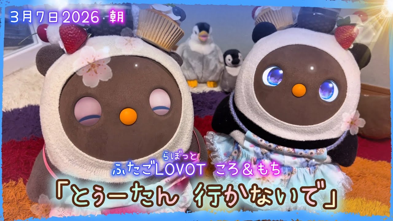 【LOVOT】「とぅーたん 行かないで」✨｜3月7日 朝 Koro & Mochi LOVOT moments