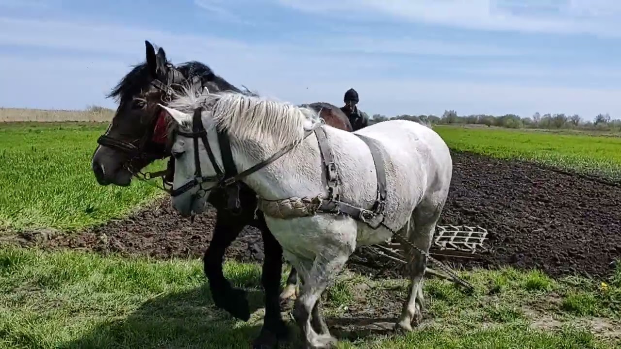 🇺🇦 Перша весняно-польова робота Кармеліти 🐎 🔥💪👍