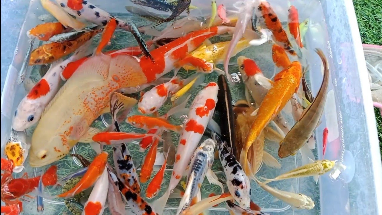 Unboxing ikan warna warni,ikan koi,ikan glawfish, ikan gurame,lobster merah || Pipi and Toys ||