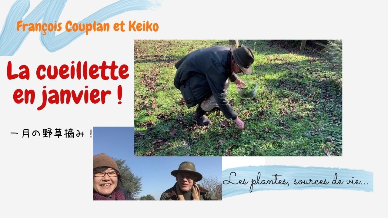 La cueillette sauvage en janvier ! # 1- dans notre jardin　1月の野草摘み！