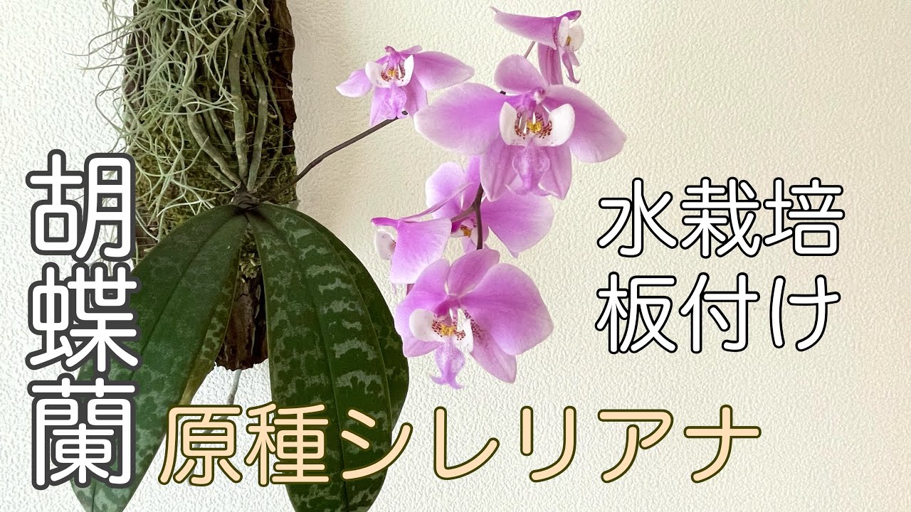 ▷024 【原種胡蝶蘭シレリアナ】初めて育てるなら、どの原種がいい？？