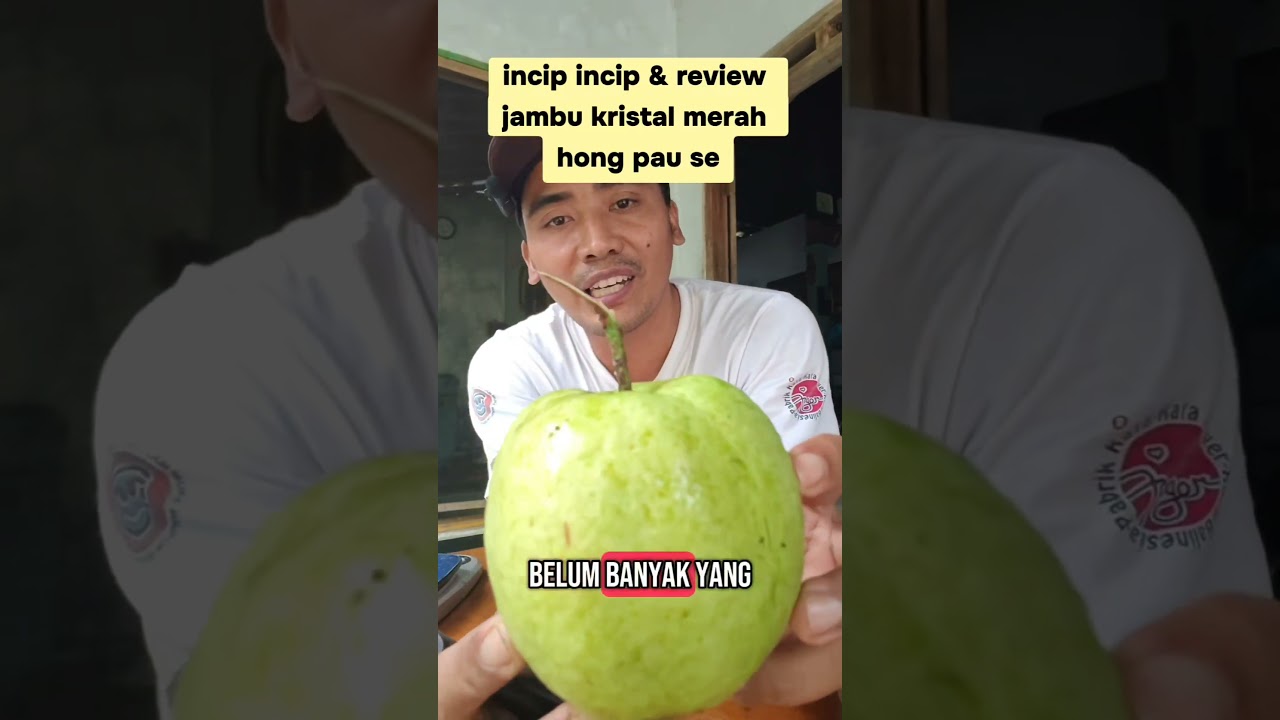 Review buah jambu kristal merah hong pause yang memiliki rasa unik #agrotoko #reviewbuah #jambu