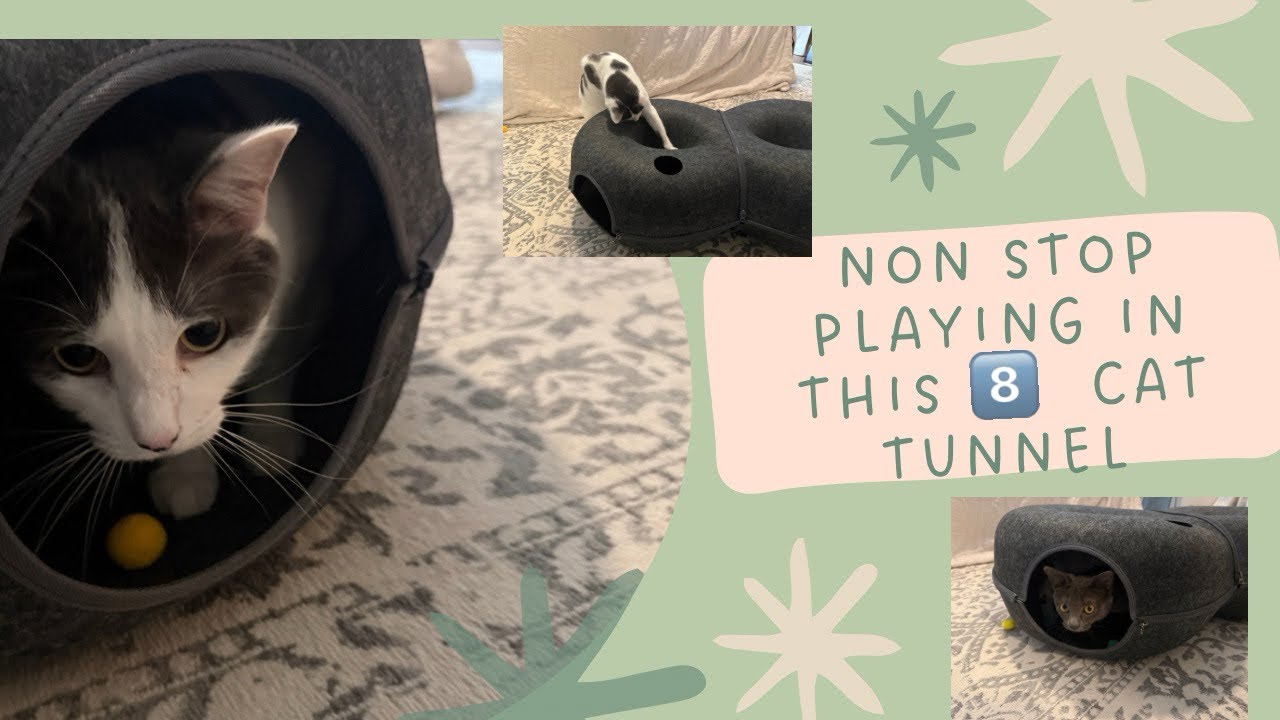My Cats Are OBSESSED 😼🔥 This 8-Shaped Cat Tunnel Has NONSTOP Action