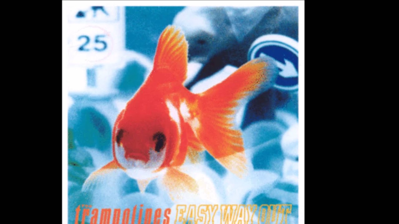Like a fish out of sea :   The Trampolines